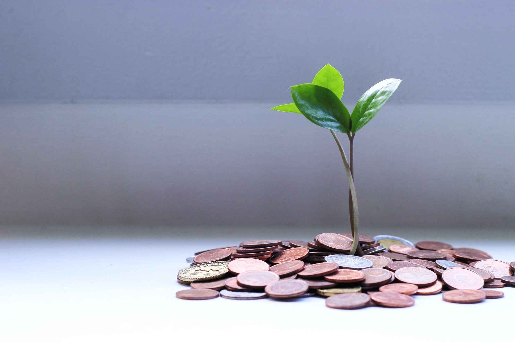 green plant on brown round coins_edited_edited